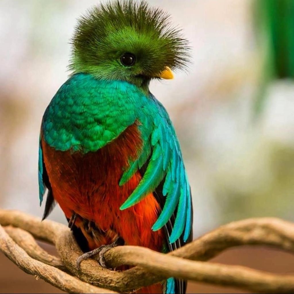 Quetzal de Guatemala